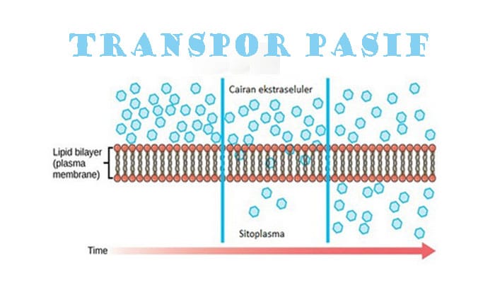 Mengenal Transpor Pasif, Jenis & Contohnya Pada Manusia