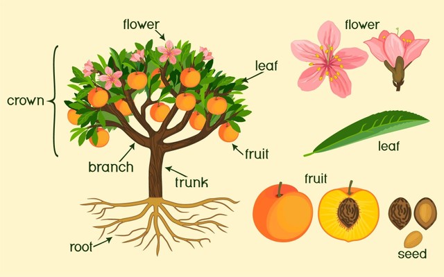 Cabang Botani